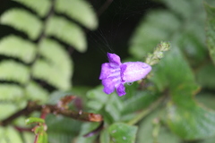 Pteracanthus urticifolius